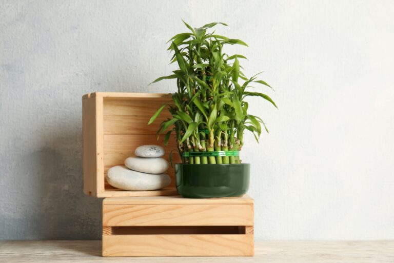 with green bamboo in pot and white stones on wooden crate