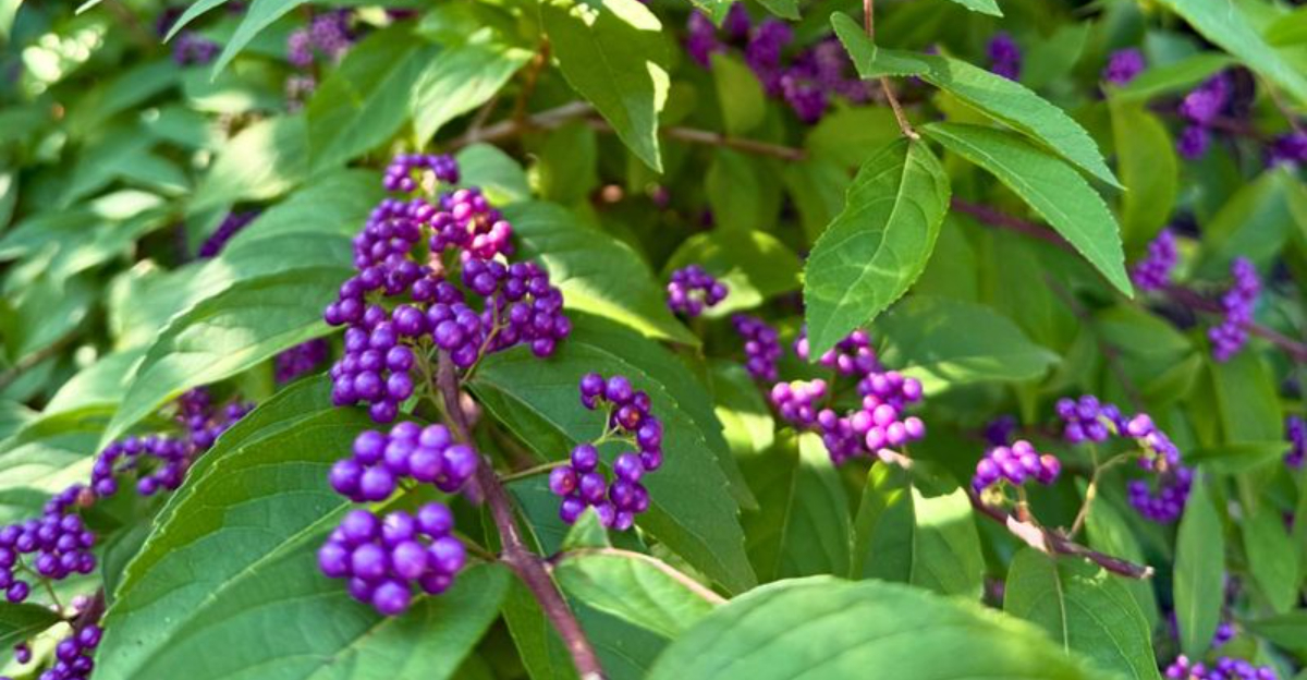 11 Florida-Friendly Plants That Need Less Water Right Now