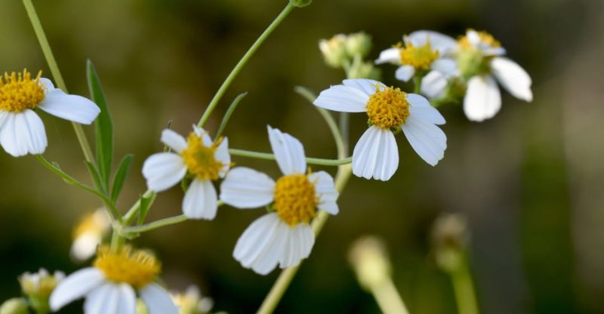 11 Florida Winter Flowers That Attract Bees And Butterflies