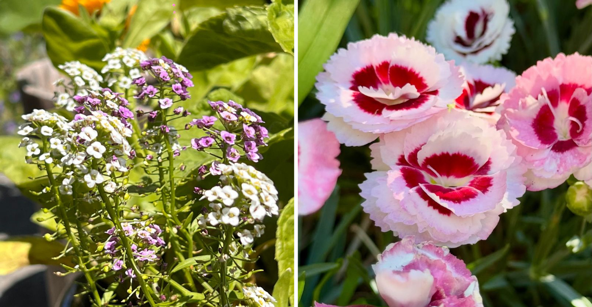 Alyssum and Dianthus
