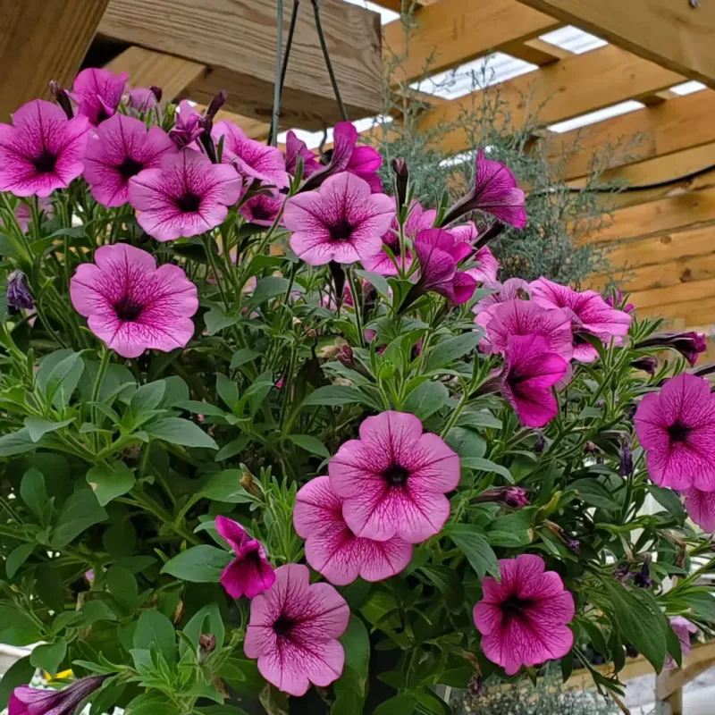 Petunias