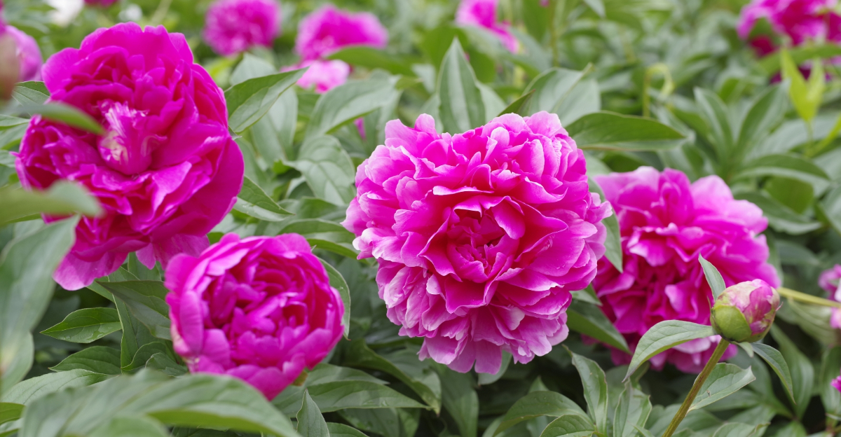 peonies (featured image)