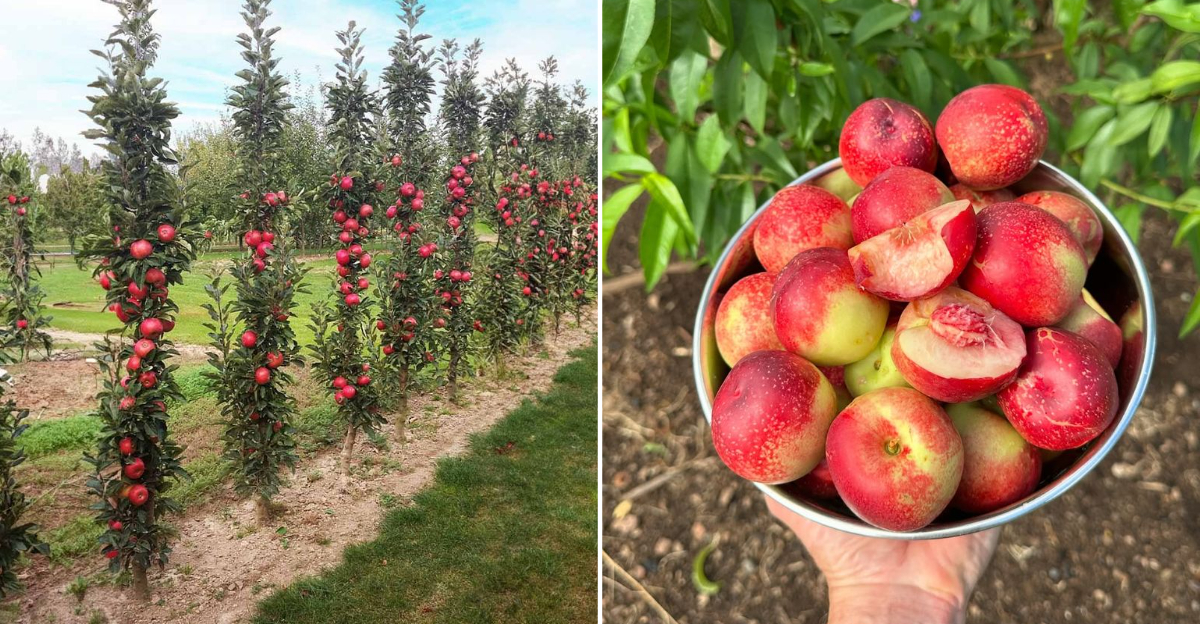 11 Fruit Trees That Fit Small Oregon Gardens (But Still Produce Big)