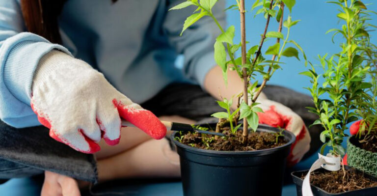 gardener prunes a houseplant