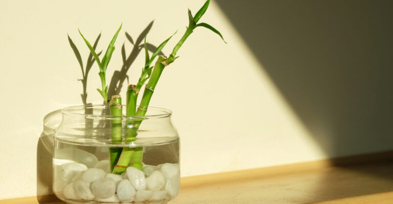 plant (featured image)