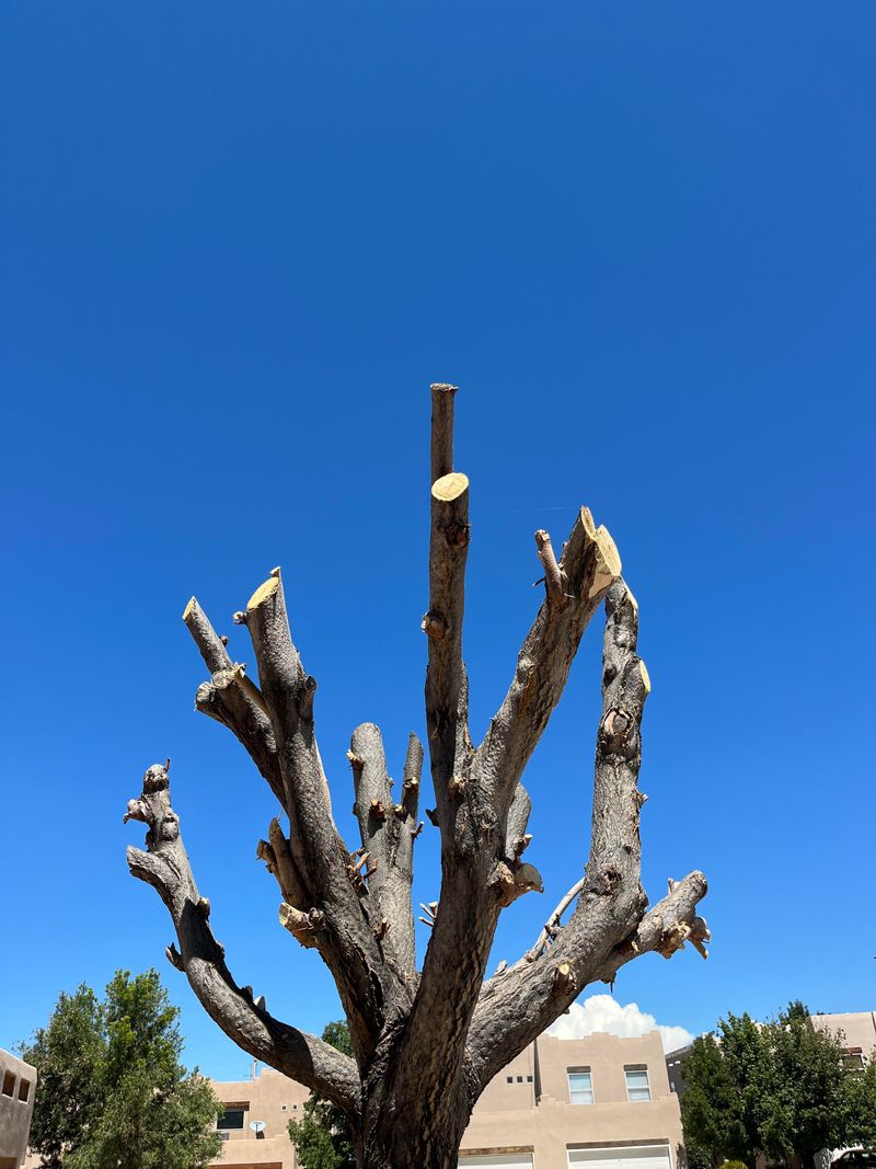 Over-Pruning Trees Before Storm Season