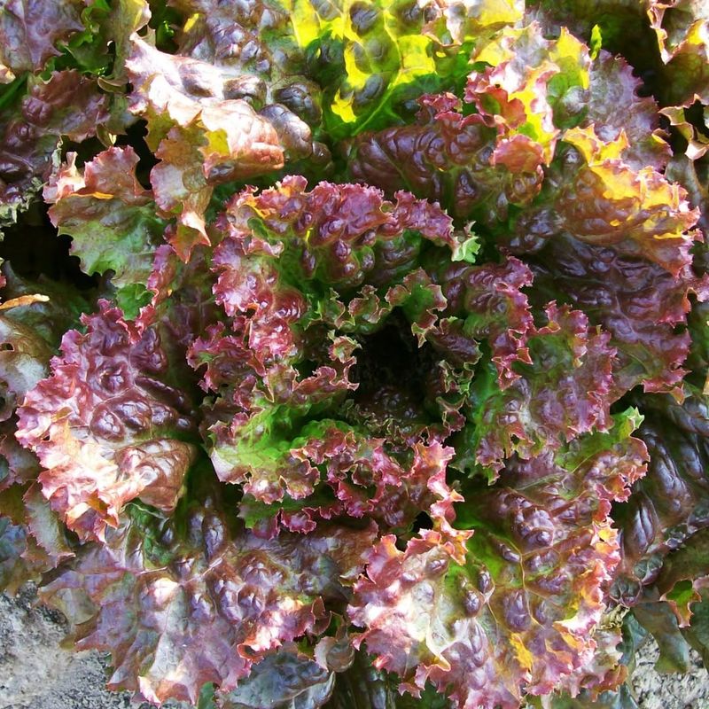 Lettuce (Loose-Leaf Varieties)