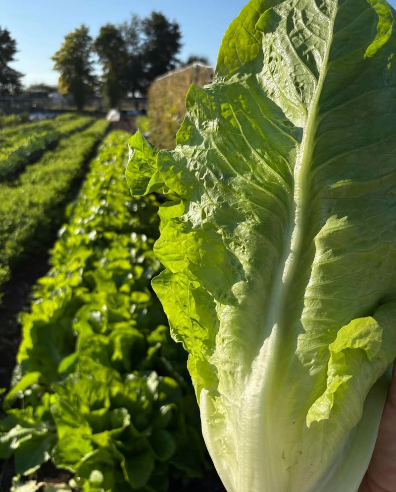 Butterhead Lettuce