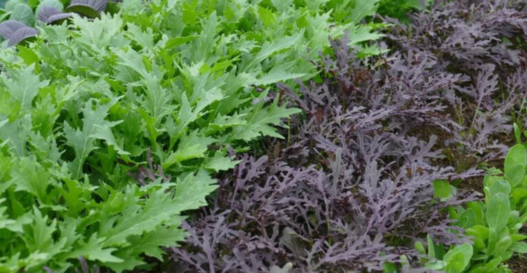 vegetables (featured image)