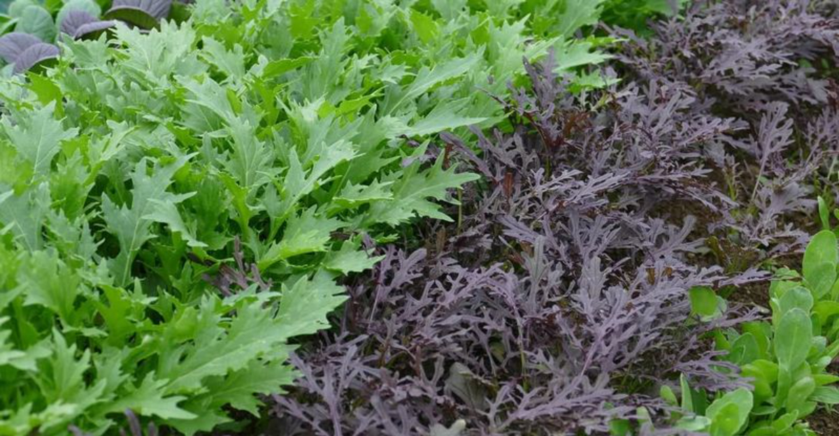 vegetables (featured image)