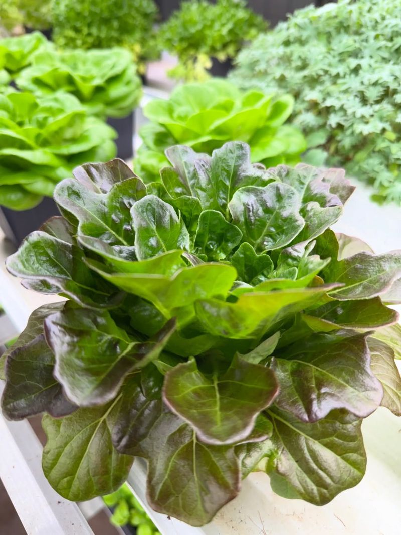 Butterhead Lettuce