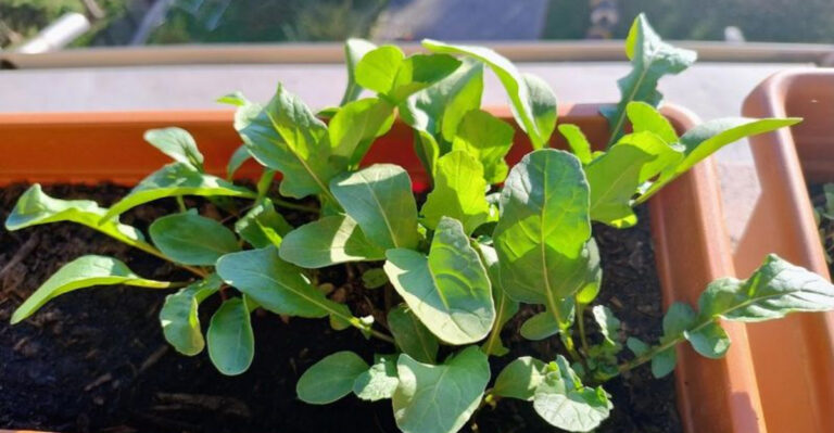 vegetables (featured image)