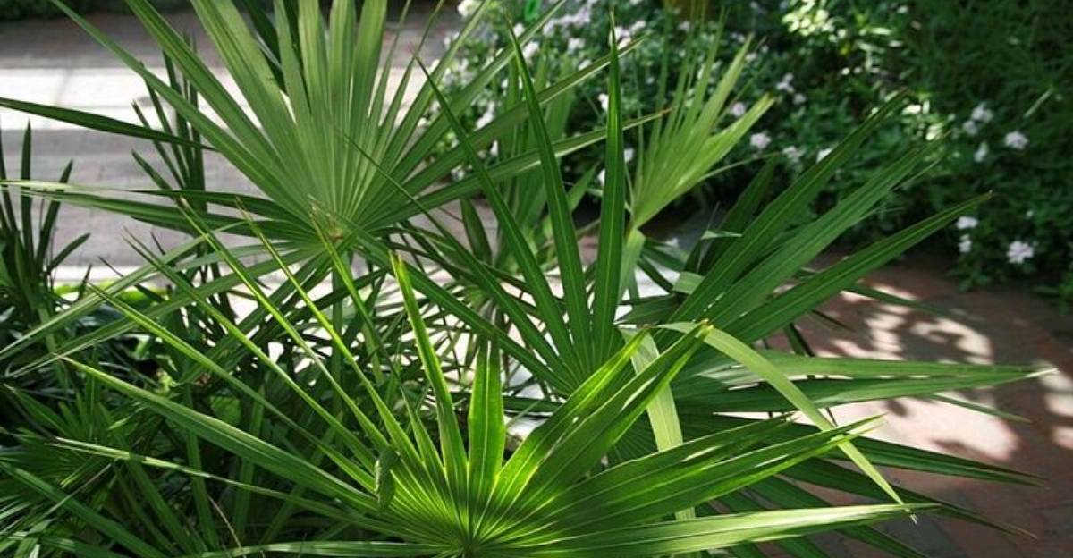 saw palmetto
