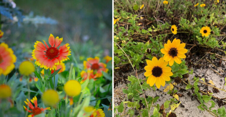 blanker flower and beach sunflower