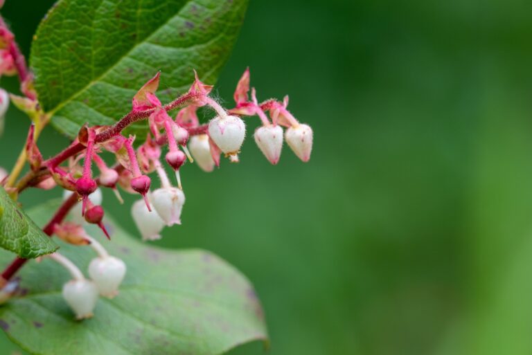 salal plant