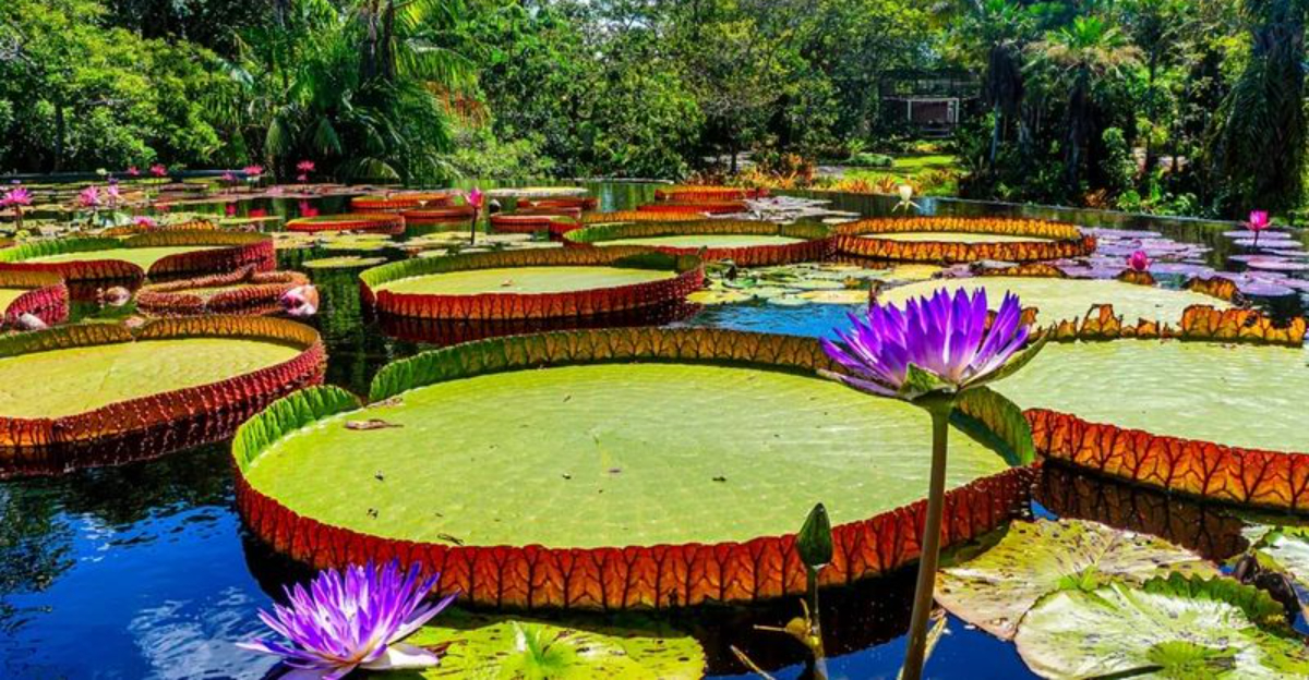11 Plants That Grow Massive Flowers In Florida