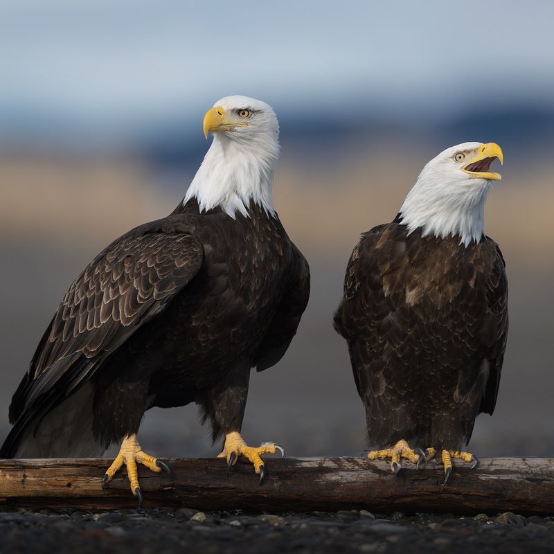 Bald Eagles