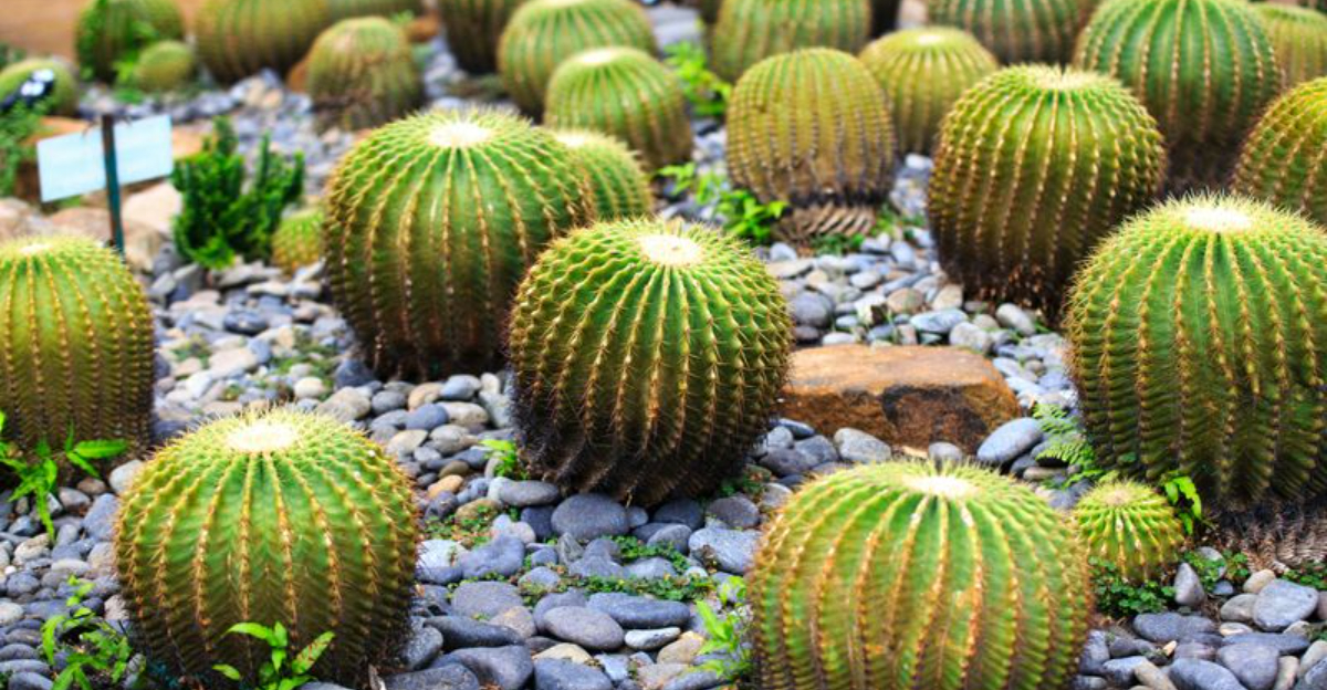 11 Sculptural Plants That Thrive With Little Effort In Arizona’s Warm Gardens