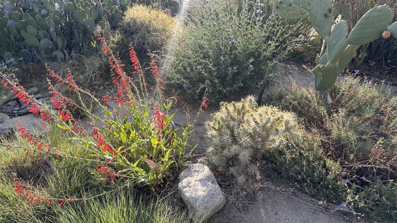 Desert-Adapted Native Plants Create Low-Maintenance Appeal
