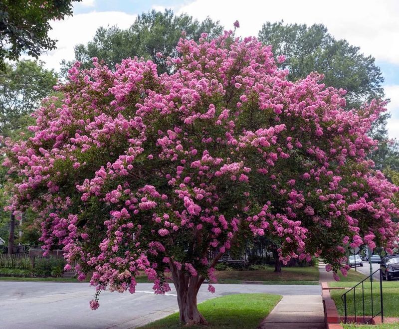 Crape Myrtle