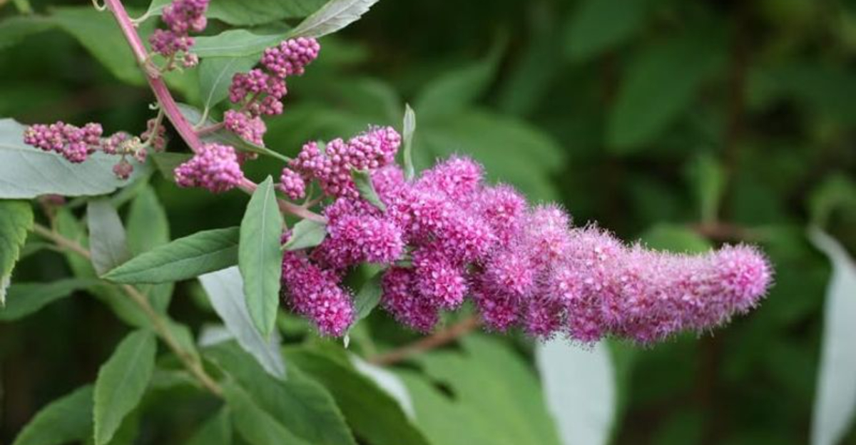 11 Shrubs That Grow More Beautiful Blooms When Pruned In Winter In Georgia