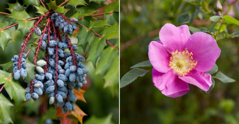shrubs for shady backyards