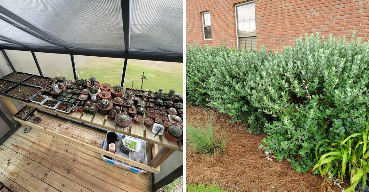 plants in a greenhouse and shrub next to a house