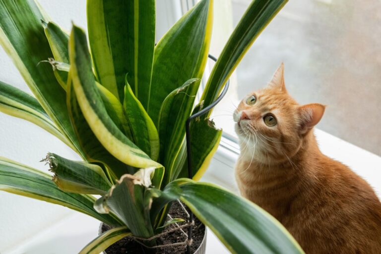 cat near plants