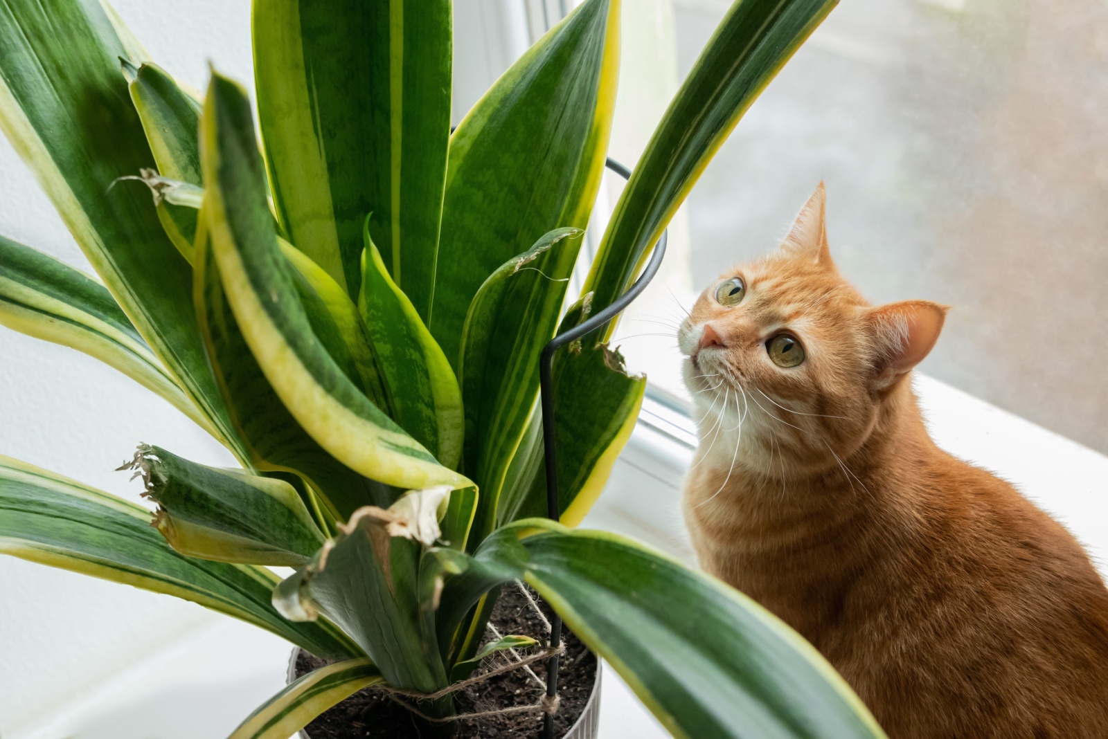 cat near plants