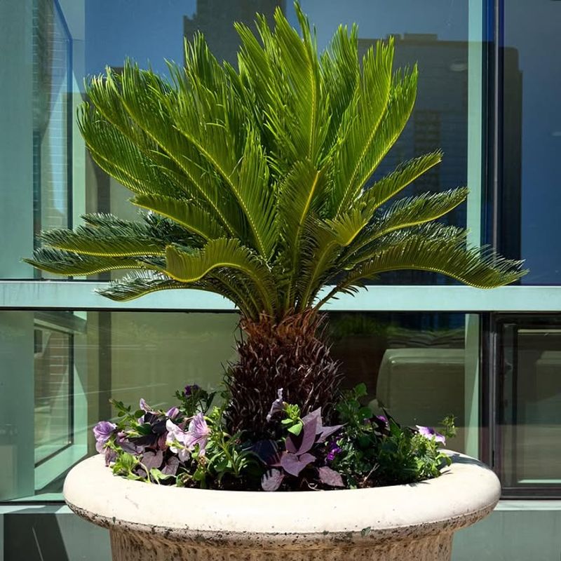 Sago Palm