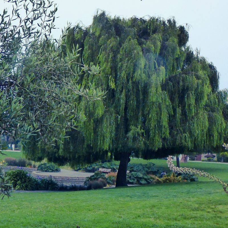 Willow Trees