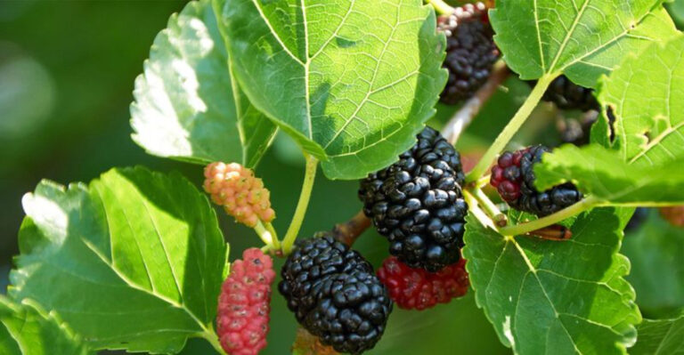 tree (featured image)