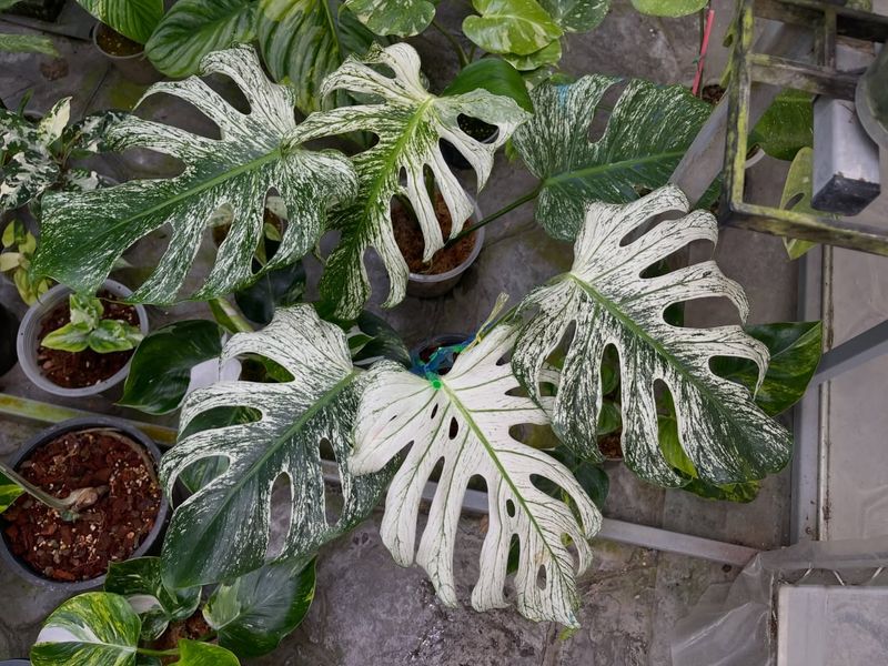 Monstera Deliciosa