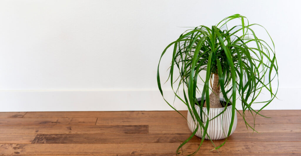 Visual Reference: 11 Unique Houseplants Turning California Homes Into Showstoppers