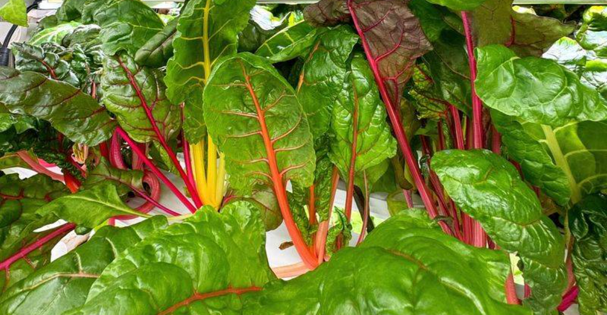 swiss chard