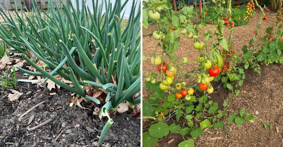green onions and tomatoes in garden