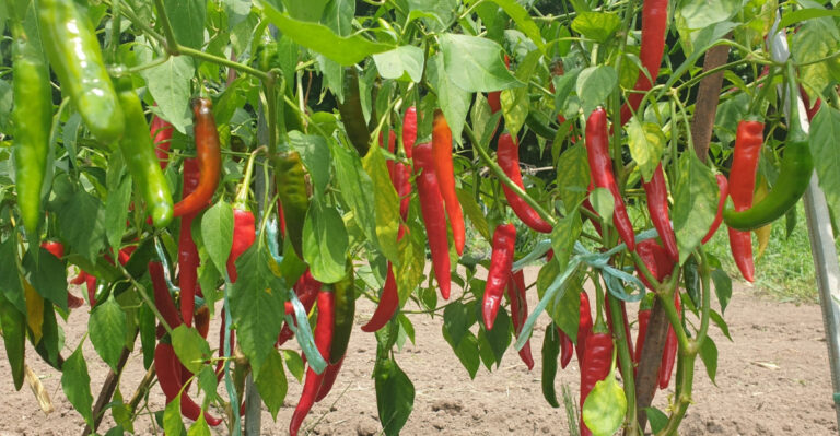 peppers (featured image)