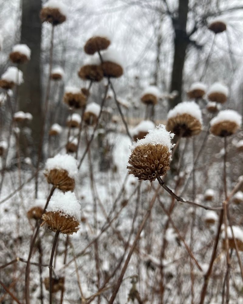 Standing Stems Trap Snow That Insulates Roots