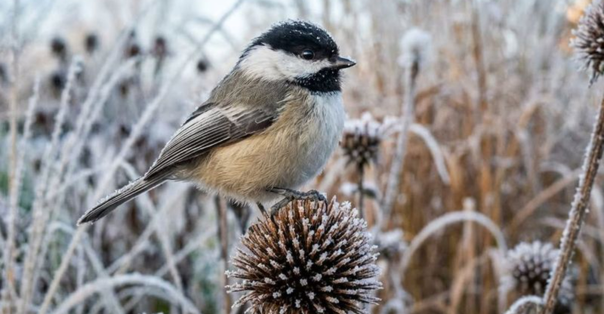 11 Ways Leaving Perennials Uncut Can Change Your Minnesota Garden
