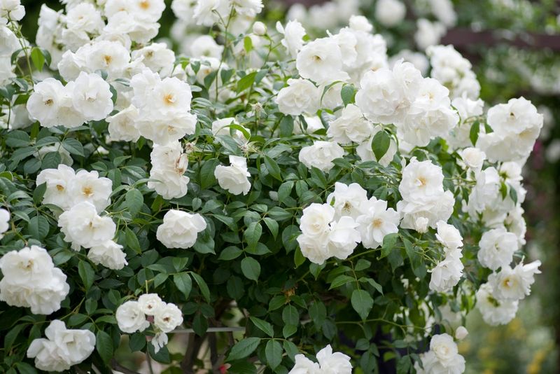 White Iceberg Rose