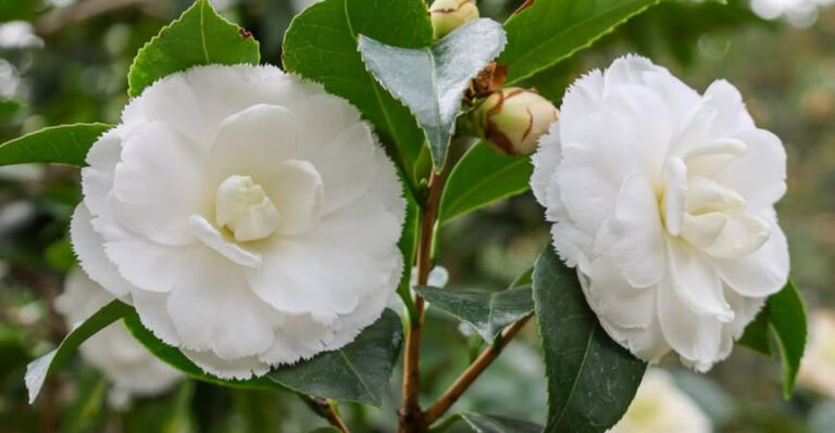 White Camellia