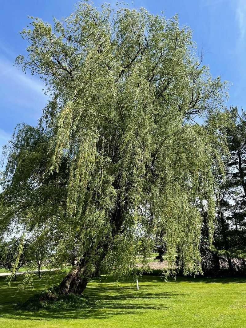 Willow Trees (Salix Species)