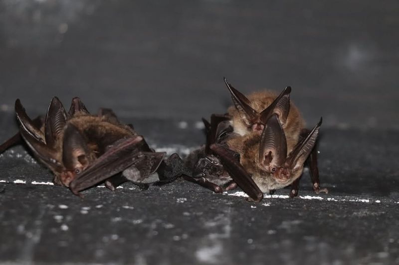 Bats (Especially During Maternity Season)