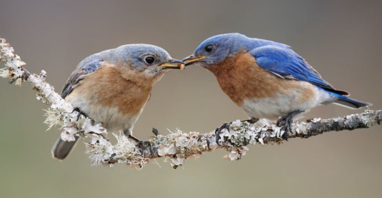 two birds on a branch