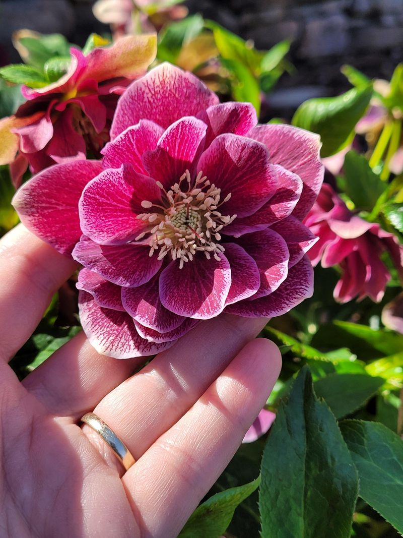 Hellebores (Lenten Rose)