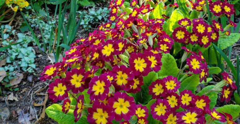 primula primrose