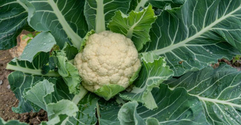cauliflower plant