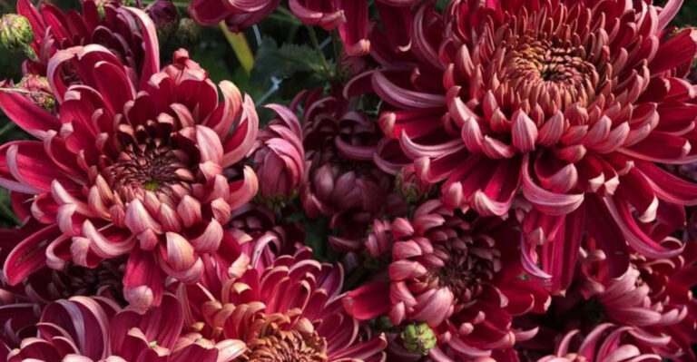 chrysantemum