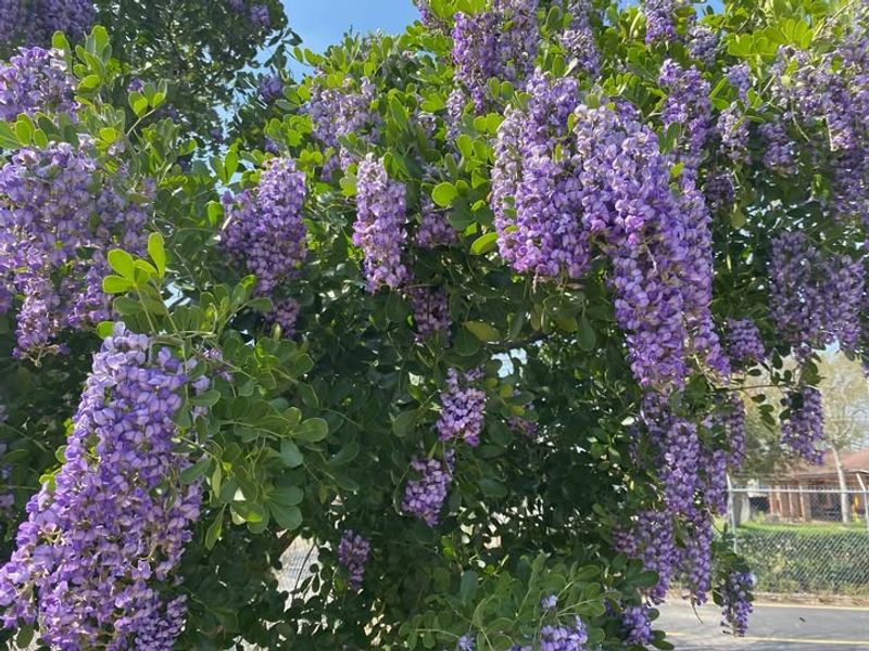 Texas Mountain Laurel