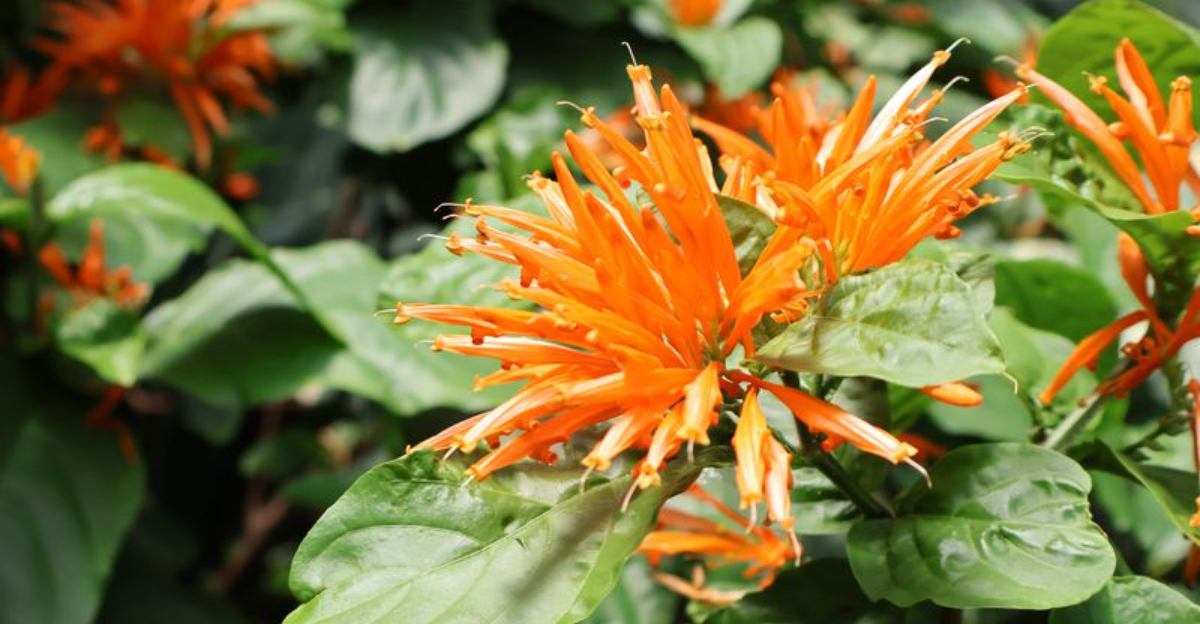 flower (featured image)